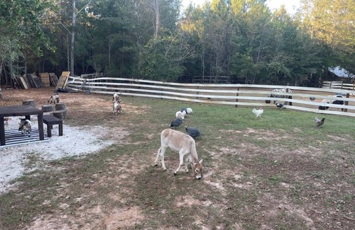Tallahassee RV Rental | The Big Top Lg group GLAMP Farmstay