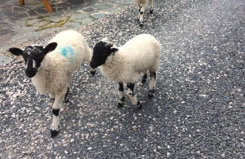 Scales Apartment | The Canteen Beautiful 1-Bed Apartment in Keswick