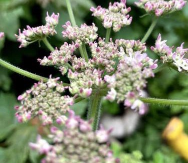 Hereford House | The Dairy