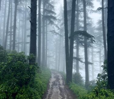 Kanatal Resort | The Deodar Stays