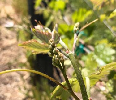Templeton Hotel | The Eden House Vineyard