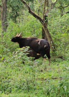 Satara Resort | The Forest Leaf Nature And Agro Tourism
