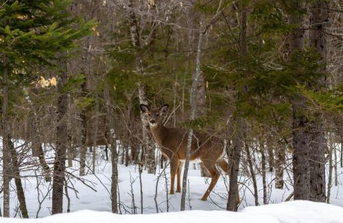 Greenville Junction House | The Harfords Point Lodge