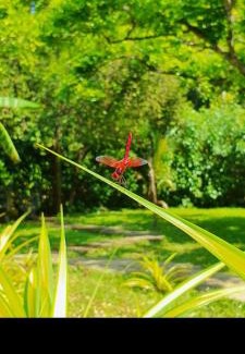 Sigiriya Hotel | The Heritage Resort