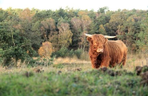 Warmenhuizen House | The Highlander- Stylish Hideaway near Beach & Forest Schoorl and Bergen- Dogs Welcome