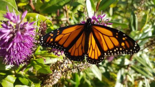 Spring Creek Bed & Breakfast | The Jolly Poacher Retreat