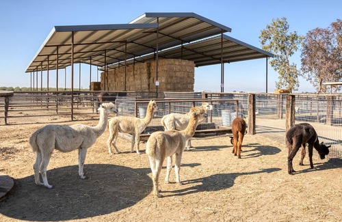Tulare House | The Little Dipper - Alpacas Farm