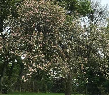 Garryvoe Bed & Breakfast | The Orchard Room