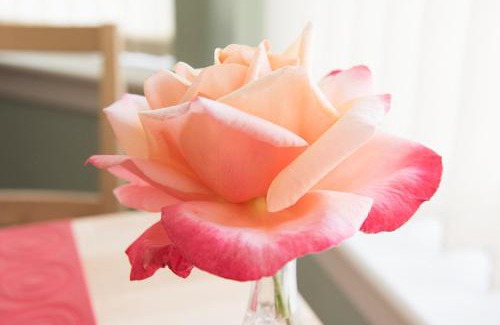 Torvaig Bed & Breakfast | The Roses B&B