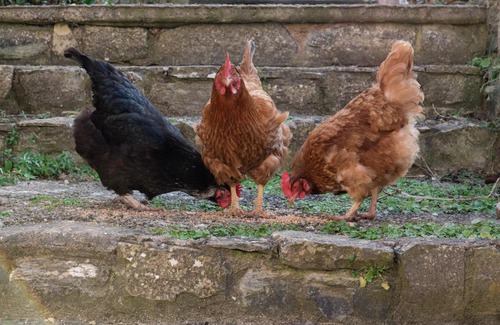 Woolavington Bed & Breakfast | The School House