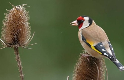 Lydd-on-Sea Cabin | The Shed At Lydd on Sea Self Catering Accommodation