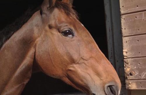Knowle Sands Bed & Breakfast | The Stables - Deer Park Farm