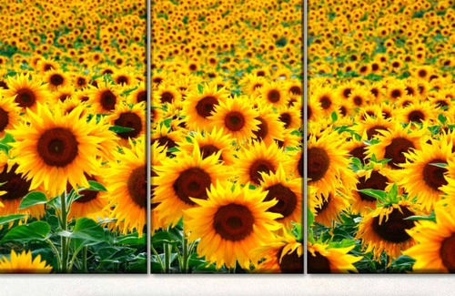 Savoy House | The Sunflower House