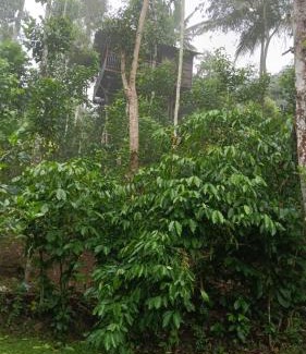 Kunchithanny House | The wayside cottage Munnar