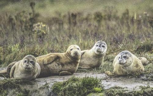 Harwich House | The Wellie Stern a unique home recapturing history