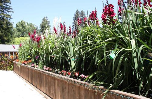 Guerneville Resort | The Woods Hotel - Gay LGBTQ Cabins