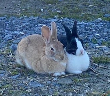 Mawr Apartment | The Wrens Nest