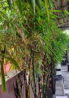 Kochi House | THL HOME STAY