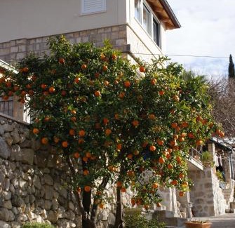 Trsteno Apartment | Three oranges