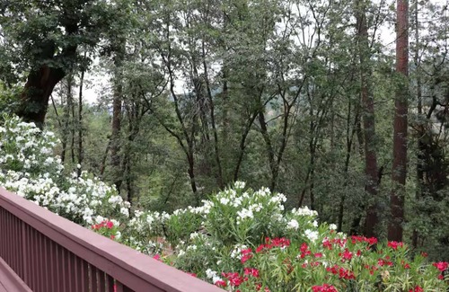 O'Brien House | Timber Lodge Tranquil Forest & Easy Lake Access!