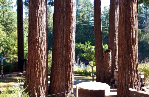 Carlotta House | Towering Redwoods, Private River Access, 3 Bathroom, 3 Bedroom, Up to 20 Guests