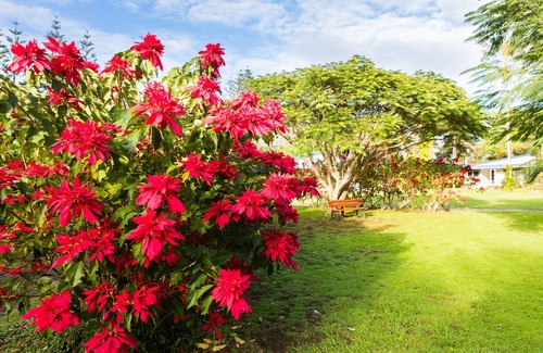 Norfolk Island Cottage | Trade Winds Country Cottages