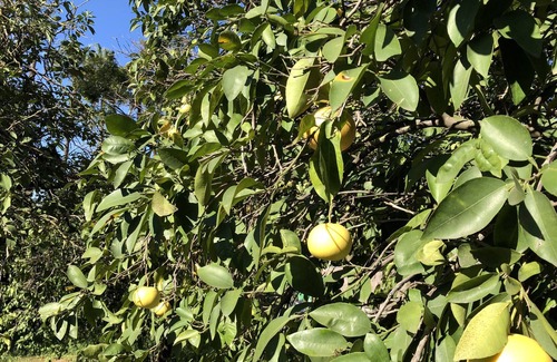 Pardes Hanna House | Traditional israeli family home in large fenced garden with fruit trees