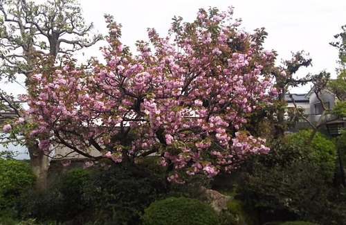 Hirakata House | Traditional Japanese House with beautiful garden