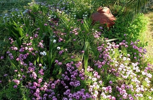 Skala Kallonis Apartment | TRADITIONAL STUDIOS IN NATURE'S BEAUTY, FOR RELAXING FAMILY HOLIDAYS