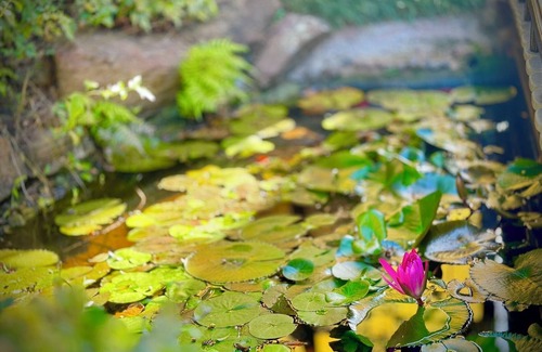 Daisy Hill House | Transquil Japanase Gardens Retreat@Daisy Hill
