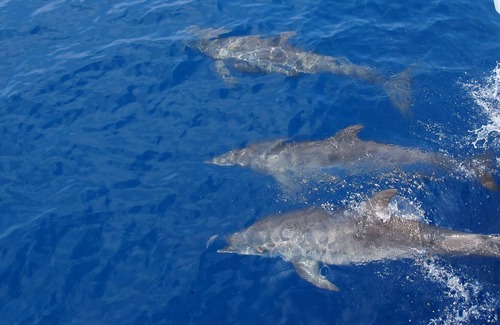 Placencia Boat Rental | Tropical Yacht Charters - All-Inclusive.... Family Vacations.