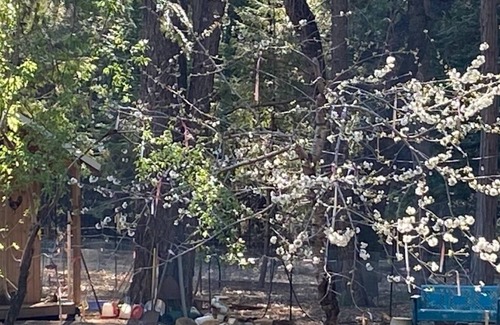 Foresthill Apartment | TrUe Country Studio in Foresthill