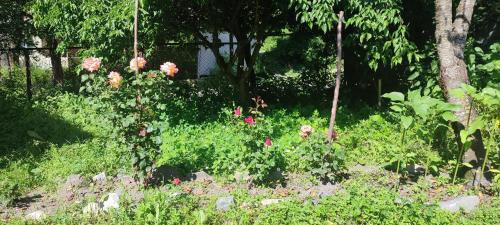 Glola House | Tsknari Oda