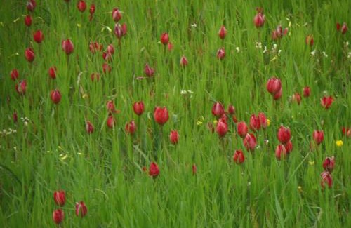 Gerakari House | Tulip House