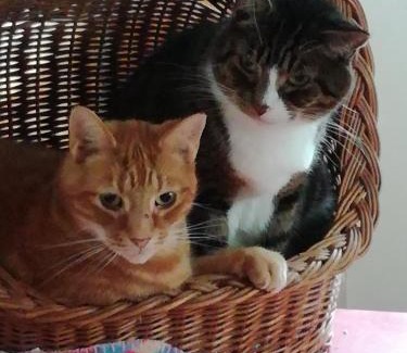 Llangadog Bed & Breakfast | Ty Newydd