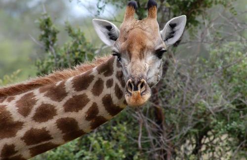 Hluhluwe Cabin | Ubizane Zululand Safari Lodge