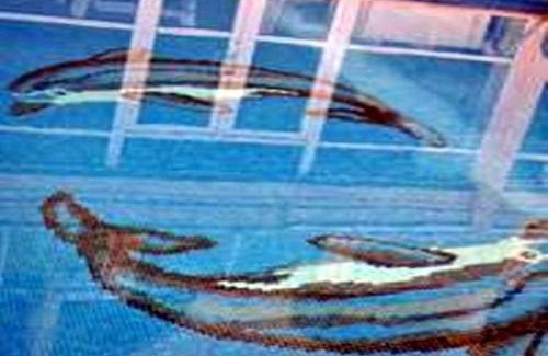 Altinoluk Hotel | Ucem Hotel Golden Sea
