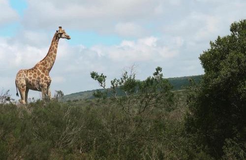 Alexandria Cabin | Umbono Private Game Lodge