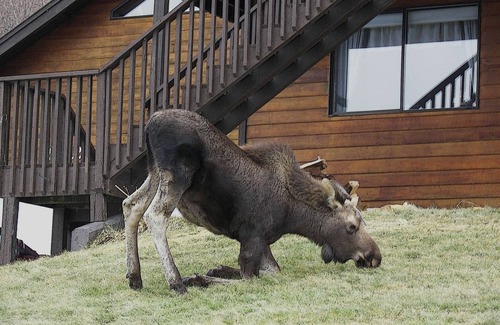 Homer House | Unforgettable Views! Large Home, Peace & Comfort! Alaska Experience Guest House