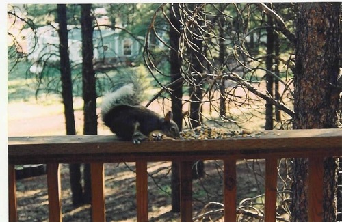 Parks Cabin | Unique Cabin in the Pines - Flagstaff/Grand Canyon Area