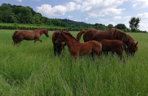 Hirschberg Apartment | Vacations on a farm with horses on the Bergstrasse
