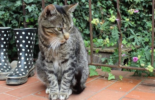 Schwackendorf Apartment | Vacation apartment/apartment for 6 guests with 120m² in Hasselberg (145679)