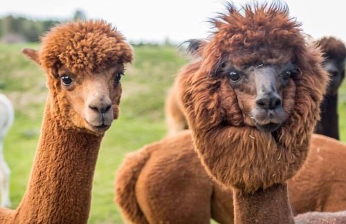 Bad Großpertholz Apartment | Vacation apartment on the alpaca farm