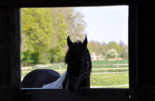 Nottuln Apartment | Vacation farm for young and old - pony time - time out - country life