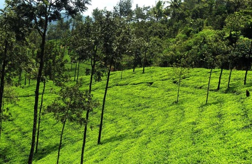 Samse House | Vamoose Kaddu Kallu