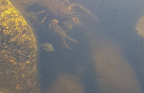 Sieverstedt Apartment | Very nice apartment for nature lovers