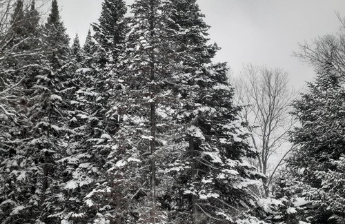 Deleage Cottage | Very private 700 sq ft four season cottage on a one on quiet peaceful lake.