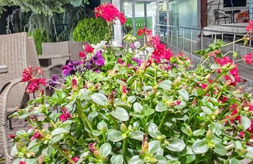 Eforie Nord Villa | Vila Alessia