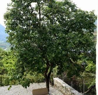 Tirana Cabin | VILA DISHA