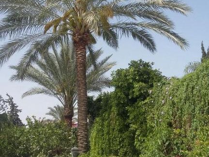 Mobarak City Villa | Villa Dr. Atef Darwish
